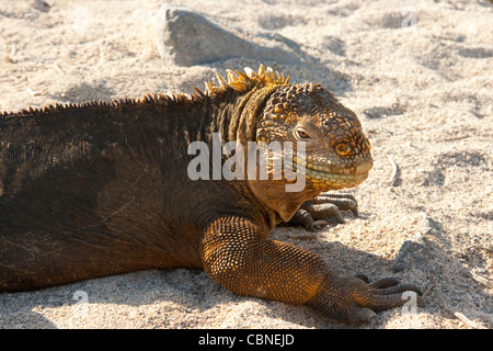 Las Iguanas marinas de las Galápagos Amblyrhynchus cristatus Foto de stock