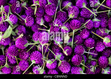 Gomphrena globosa. Globe o Bachiller Botón Amaranto flores. En Andhra Pradesh, India Gomphrena globosa. Globe o Bachiller Botón Amaranto flores. En Andhra Pradesh, India