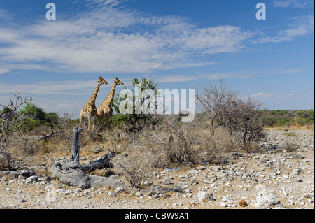Dos jirafas (Giraffa camelopardalis angolensis) en el Parque Nacional de Etosha, en Namibia.
