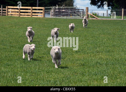 Nueva Zelandia corderos en la granja cerca de Matamata (Hobbiton Movie Set y excursión de la granja)