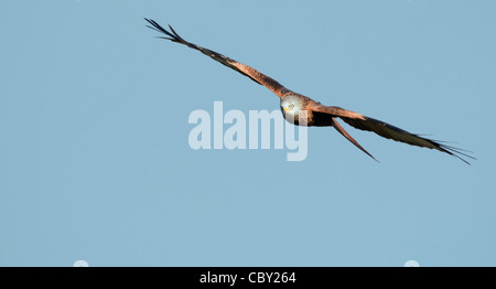 Red Kite Milvus milvus