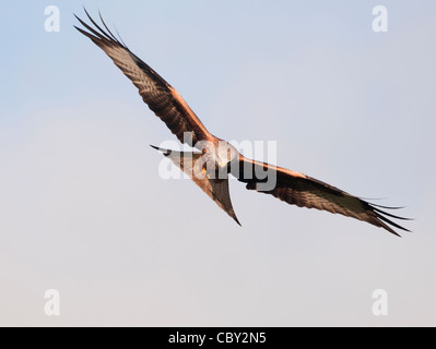 Red Kite Milvus milvus