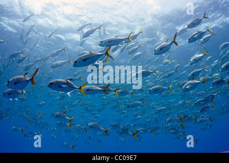 Una gran escuela de tomas de ojo de caballo (Caranx latus) frente a las costas de Cuba. Una gran escuela de tomas de ojo de caballo (Caranx latus) frente a las costas de Cuba.