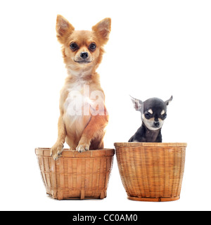 Retrato De Dos Perros Chihuahua De Pelo Corto De Diferentes Tamaños  Sentados En Una Casa De Perro De Madera, Sonriendo Con La Lengua Fuera Y  Mirando La Cámara. Fotos, retratos, imágenes y