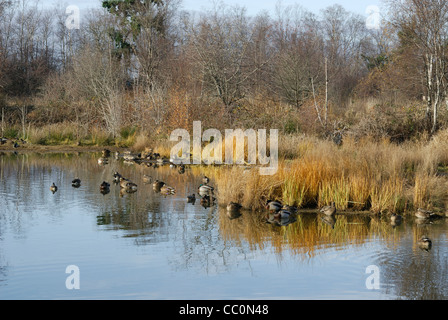 Duck Pond en George C. Reifel santuario ubicado en aves migratorias Ladner, British Columbia. Foto de stock