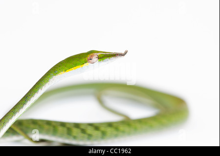 Ahaetulla nasuta . Menores serpiente vid verde sobre fondo blanco.
