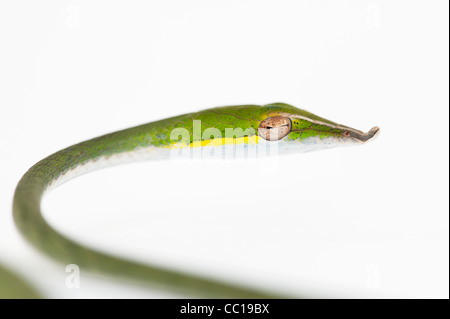 Ahaetulla nasuta . Menores serpiente vid verde sobre fondo blanco.