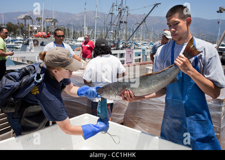 Análisis científico Lubina Blanco aterrizó en el puerto de Santa Barbara como parte del programa de cría de mejora de recursos oceánicos.