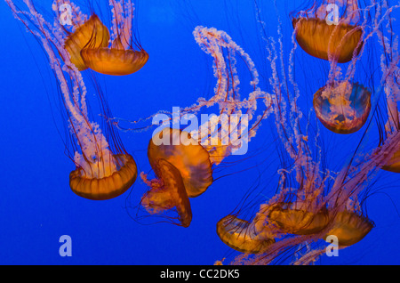 Chrysaora fuscescens es común scyphozoa flotante libre que vive en el Océano Pacífico Foto de stock