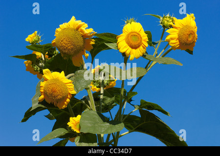 Girasol al cielo azul. Nombre cientifico: Helianthus annuus Fotografía de  stock - Alamy