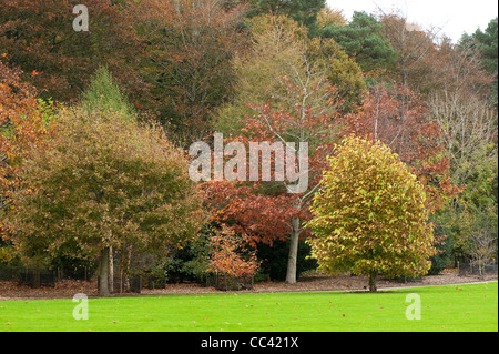 Bicentenario Arboretum en otoño, RHS Rosemoor, incluyendo: Quercus alba, Quercus rubra y Magnolia acuminata Foto de stock