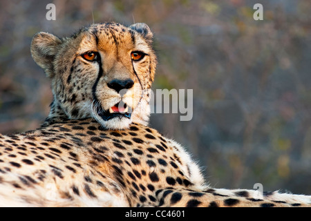 Primer plano de un leopardo descansando al atardecer Foto de stock