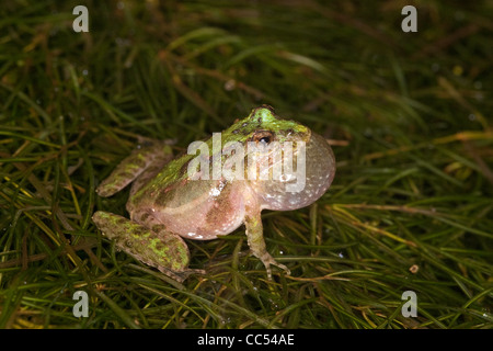 Blanchard's Cricket Frog Acris crepitans blanchardi Flat Creek, Barry County, Missouri, Estados Unidos Foto de stock