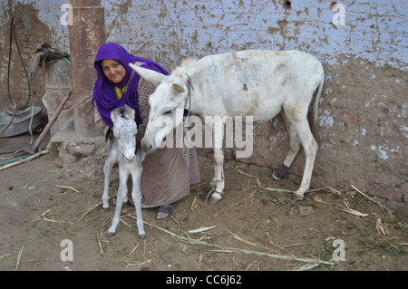 Burro con Bebé púrpura y la mujer con pañuelo en la cabeza en una pequeña aldea en la isla de banano en Eqypt cerca de Luxor.