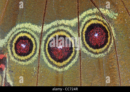 El magnífico Helenor morfo (Morpho helenor) en la Amazonia Peruana (extremo macro de las manchas ocelares en la aleta) Foto de stock