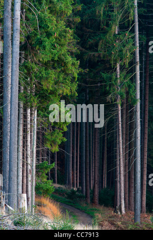 Noruega abeto rojo (Picea abies), árboles en monocultivo forestal, Baja Sajonia, Alemania Foto de stock