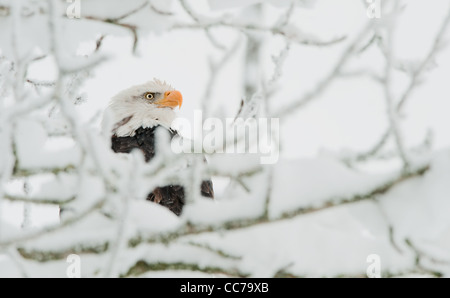 Invierno retrato de águila calva Foto de stock