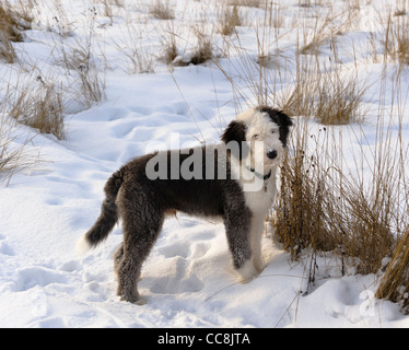 Bobtail cachorros en campo nevado, edad 5 mes