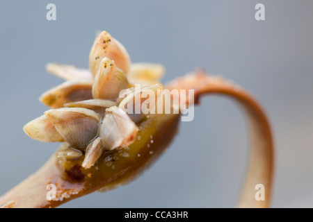 La boya percebes; Dosima fascicularis; algas; Cornwall; Reino Unido; el invierno Foto de stock