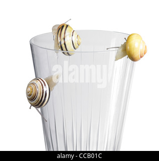 Fotografía de estudio de algunos caracoles Grove mientras se arrastra por el borde de un vaso para beber en blanco volver