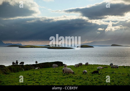 Ovejas pastando junto a la bahía de Clew, en el condado de Mayo, Irlanda.