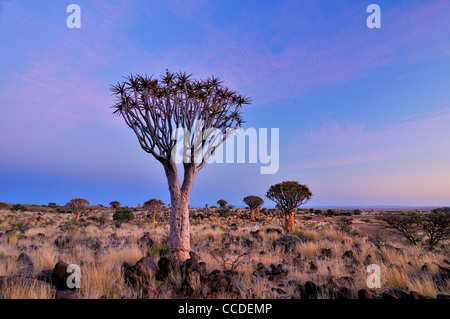 Temblar los árboles / Kocurboom (Aloe dichotoma) al atardecer, Namibia