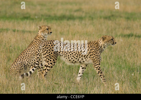 África Kenia Masai Mara National Reserve-Two guepardos en llanuras-uno sentado, otros caminando (Acinonyx jubatus) Foto de stock