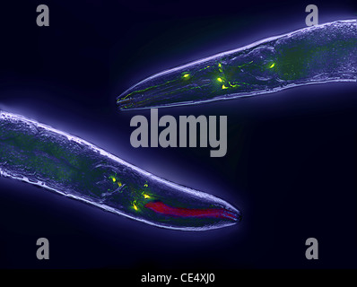 La GFP-expresando las neuronas de Caenorhabditis elegans. Superposición de microscopía de fluorescencia y DIC, 20x