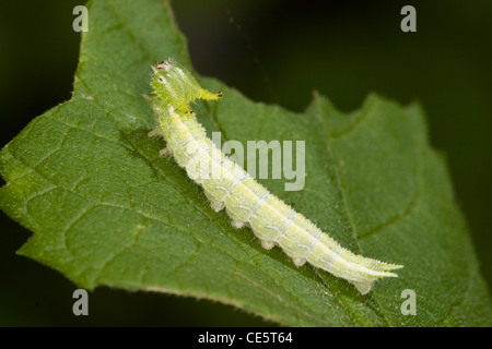 Hackberry Emperador Asterocampa celtis Flat Creek, Barry County, Missouri, Estados Unidos, 19 de mayo de Caterpillar Foto de stock