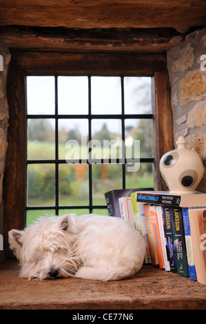Un West Highland White Terrier perro durmiendo en una repisa de la ventana en un hogar UK Foto de stock