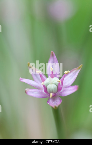 Allium schubertii, flor violeta cerrar detalle de cebolla ornamental. Foto de stock