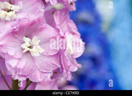 Close-up de flores rosadas de Delphinium "Titania" contra un fondo azul. Foto de stock