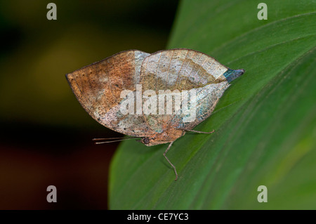 Kallima paralekta Leafwing indio, el color y la forma del ala cerrada quedan notablemente una hoja muerta, Phuket, Tailandia Foto de stock