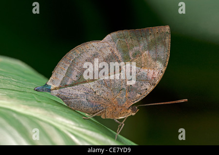 Kallima paralekta Leafwing indio, el color y la forma del ala cerrada quedan una hoja muerta, Phuket, Tailandia Foto de stock