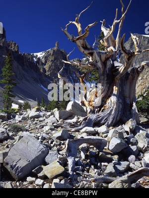 Cono de cerda pino a 10.000 pies en Wheeler Peak en la cuenca Great Basin National cerca de Baker, Nevada