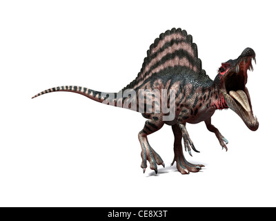 Spinosaurus dinosaurio, equipo ilustraciones. Este dinosaurio vivía 95 a 80 millones de años durante el período Cretácico tardío. Foto de stock