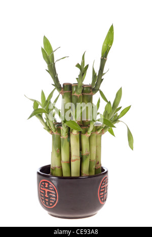 Lucky bamboo (Dracaena sandiariana) en una olla de porcelana, aislado en blanco Foto de stock