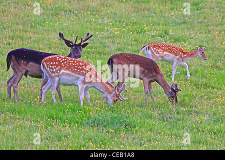 Jóvenes, el gamo (Dama dama ) Bucks y Doe, en meadow
