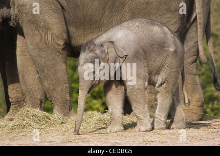 Bebé elefante asiático femenino o Elephas maximus caminando con su madre