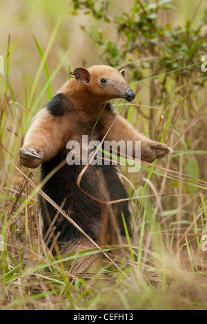 Un oso hormiguero Sur en el Pantanal.