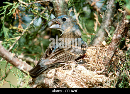 Hembra grosbeak azul en nido hechas de piel de serpiente gritando mientras los huevos para incubar son, Missouri, EE.UU. Foto de stock