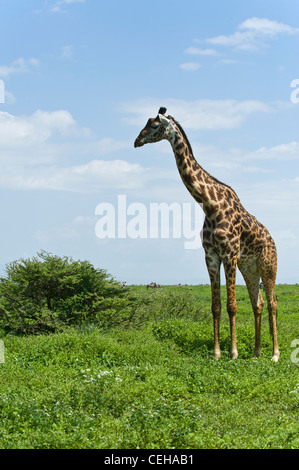 Jirafa Giraffa camelopardalis Ndutu maasai en el Área de Conservación de Ngorongoro - Tanzania Foto de stock