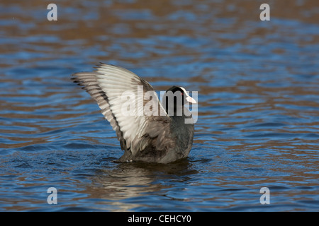 Focha Común (Fulica atra) batir las alas durante la natación en el lago Foto de stock