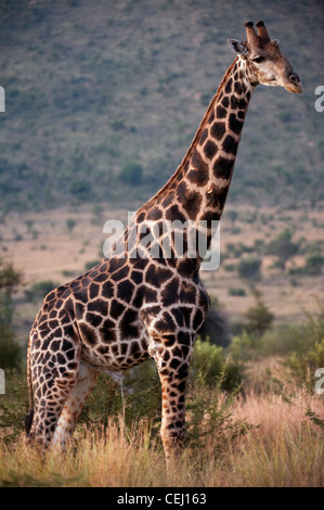 Jirafa,Bakubang Safari Lodge, la Reserva de Animales de Pilanesberg,North West Province Foto de stock
