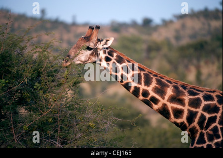 Jirafa,Bakubang Safari Lodge, la Reserva de Animales de Pilanesberg,North West Province Foto de stock