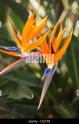 Ave del Paraiso,crecimiento silvestre en los Everglades de la Florida,   Fotografía de stock - Alamy