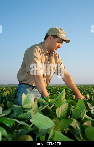 Agricultura - Un agricultor (agricultor) examina la mitad de su crecimiento en el cultivo de soja de mediados a fines del pod fijó el escenario / Arkansas, Estados Unidos. Foto de stock