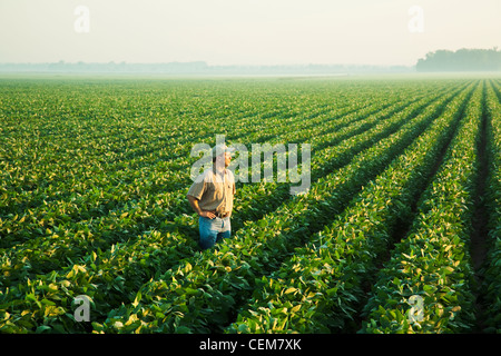 Un agricultor (agricultor) mira a su campo y examina la mitad de su crecimiento en el cultivo de soja de mediados a fines del pod fijó el escenario / EE.UU.. Foto de stock