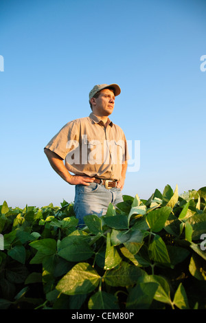 Un agricultor (agricultor) mira a su campo y examina la mitad de su crecimiento en el cultivo de soja de mediados a fines del pod fijó el escenario / EE.UU.. Foto de stock