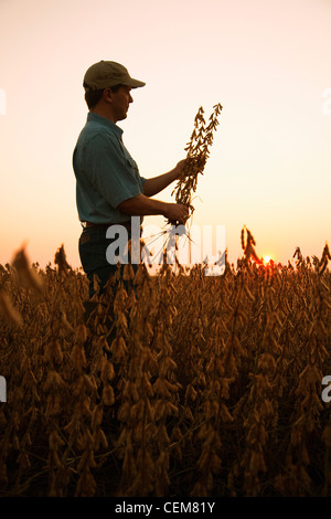 Agricultura - Un agricultor (agricultor) inspecciona su madurez de cosecha harvest Ready at Dawn soja / Arkansas, Estados Unidos. Foto de stock